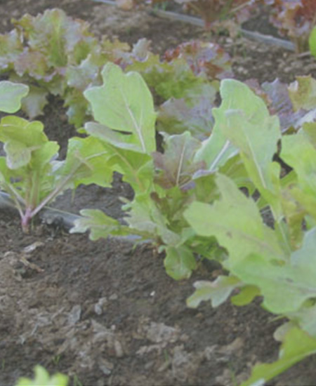 Agricultura