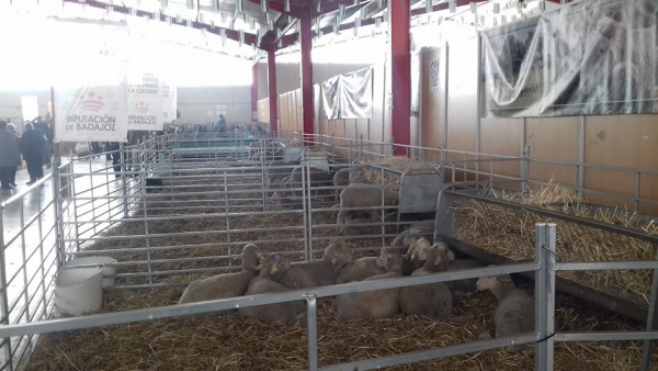 Imagen: Éxito de Diputación de Badajoz en la subasta de ganado en la XX Feria de La Coronada