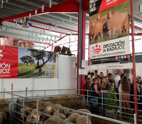 Imagen:  Diputación de Badajoz subasta 16 cabezas de ganado en la XXI Feria de La Coronada 