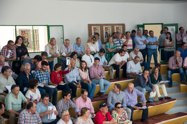 Imagen: Diputación de Badajoz ha participado en la subasta de ovinos de raza merina de la Feria Internaci...