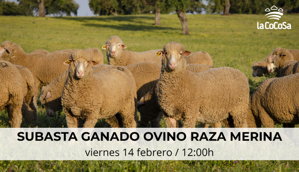 Imagen: Diputación de Badajoz organiza una subasta de ganado ovino de raza merina  en la Finca La Cocosa
