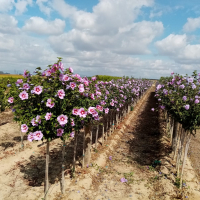 Comienza la campaña de suministro de plantas a Ayuntamientos por parte del Vivero Provincial