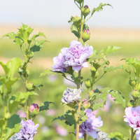 Comienza la campaña de suministro de plantas en flor a Ayuntamientos por parte del Vivero Provincial