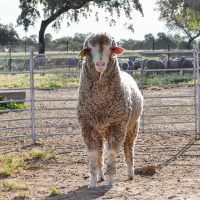 La Diputación de Badajoz participará en la subasta de ganado merino de la XI Feria Ganadera y Agroturística de la Siberia