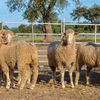 La Diputación de Badajoz participará en la subasta de ganado merino de la XI Feria Ganadera y Agroturística de la Siberia