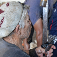 La temporada de esquila llega a la Finca La Cocosa de la Diputación de Badajoz