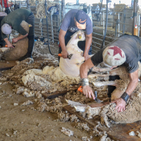 La temporada de esquila llega a la Finca La Cocosa de la Diputación de Badajoz