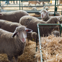 La Diputación de Badajoz participará en la subasta de ganado de la Feria Internacional Ganadera de Zafra