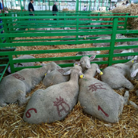 La Diputación de Badajoz ha participado en la subasta de ovinos de raza merina de la Feria Internacional Ganadera de Zafra 2021