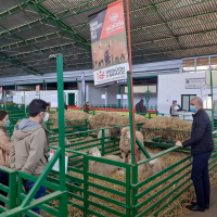 La Diputación de Badajoz ha subastado 43 cabezas de ganado merino en la Feria de Primavera de Zafra