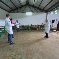 La Diputación de Badajoz ha subastado 43 cabezas de ganado merino en la Feria de Primavera de Zafra