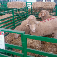 La Diputación de Badajoz ha subastado 43 cabezas de ganado merino en la Feria de Primavera de Zafra