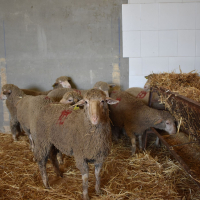 La Diputación de Badajoz adjudica el 100% de sus lotes de ganado merino en las subastas de las ferias ganaderas de La Zarza y Puebla de Alcocer