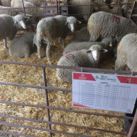 Diputación de Badajoz ha subastado ganado merino en la XII Feria Ganadera y Agroturística de la Siberia