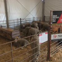 Diputación de Badajoz ha subastado ganado merino en la XII Feria Ganadera y Agroturística de la Siberia