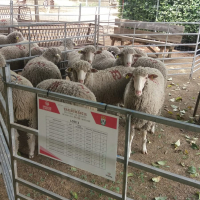 La Diputación de Badajoz subasta 22 cabezas de ganado en la  XI edición de ‘’Vive la Trashumancia'' y la III ''Feria del Queso Artesano’’ de Valverde de Leganés