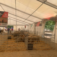 La Diputación de Badajoz adjudica el 100% de sus lotes de ganado merino en las subastas de las ferias ganaderas de La Zarza y Puebla de Alcocer