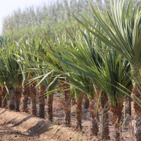 El Vivero Provincial de Badajoz suministra más de 80.000 ejemplares de plantas a los ayuntamiento de la provincia