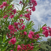 El Vivero Provincial de Badajoz suministra más de 80.000 ejemplares de plantas a los ayuntamiento de la provincia