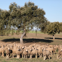 La Diputación de Badajoz organiza una subasta de ganado ovino de raza merina en la Finca La Cocosa