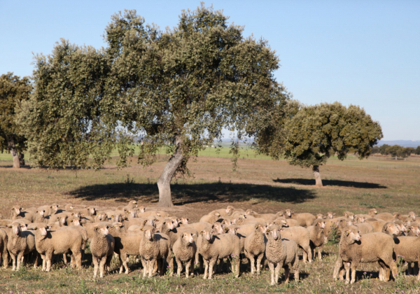 Imagen: La Diputación de Badajoz organiza una subasta de ganado ovino de raza merina en la Finca La Cocosa