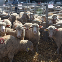 Diputación de Badajoz adjudica sus lotes en la subasta de ganado organizada en la finca La Cocosa