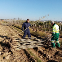 El Vivero Provincial de la Diputación de Badajoz comienza el reparto de plantas de la campaña de invierno