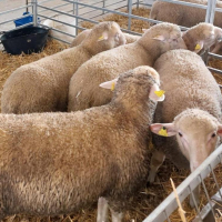 Imagen: Enajenación de ganado de la Finca ‘La Cocosa’ en la Feria de San Miguel de Valdecaballeros