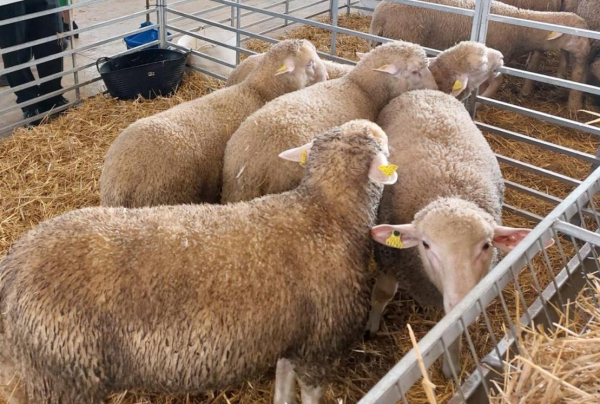 Imagen: Enajenación de ganado de la Finca ‘La Cocosa’ en la Feria de San Miguel de Valdecaballeros