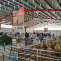 Imagen: La Finca ‘La Cocosa’ impulsa la mejora genética de la raza merina con la aportación de 312 cabeza...