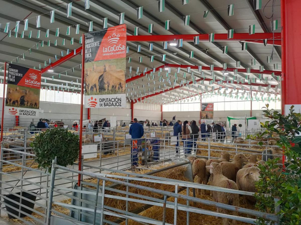 Imagen: La Finca ‘La Cocosa’ impulsa la mejora genética de la raza merina con la aportación de 312 cabeza...