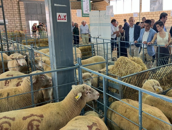 Imagen: La Diputación de Badajoz reafirma su apoyo al sector ovino en la 40ª edición del Salón Ovino de C...