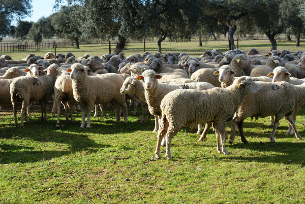 Imagen: Éxito en la subasta de ganado de la IX Feria Agroturística y Ganadera de la Siberia