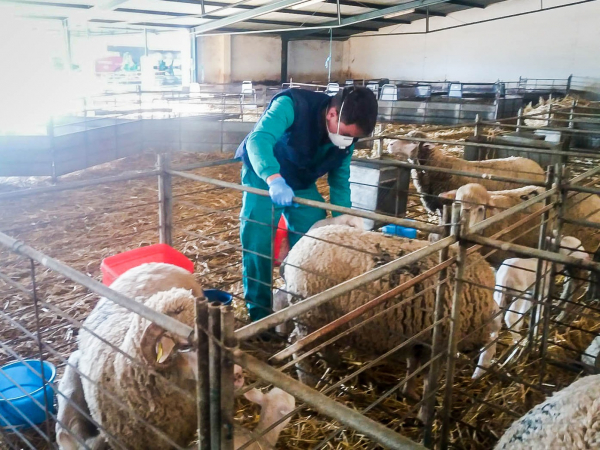 Imagen: Diputación de Badajoz garantiza el cuidado de animales y plantas manteniendo servicios mínimos en el...