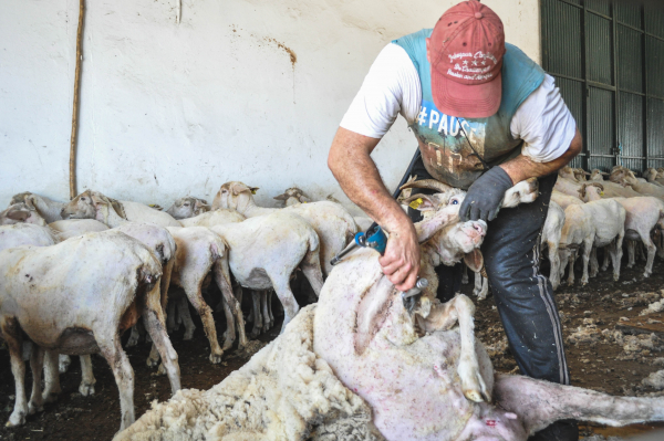 Imagen: Esquiladores uruguayos llegan a la Finca La Cocosa de la Diputación de Badajoz