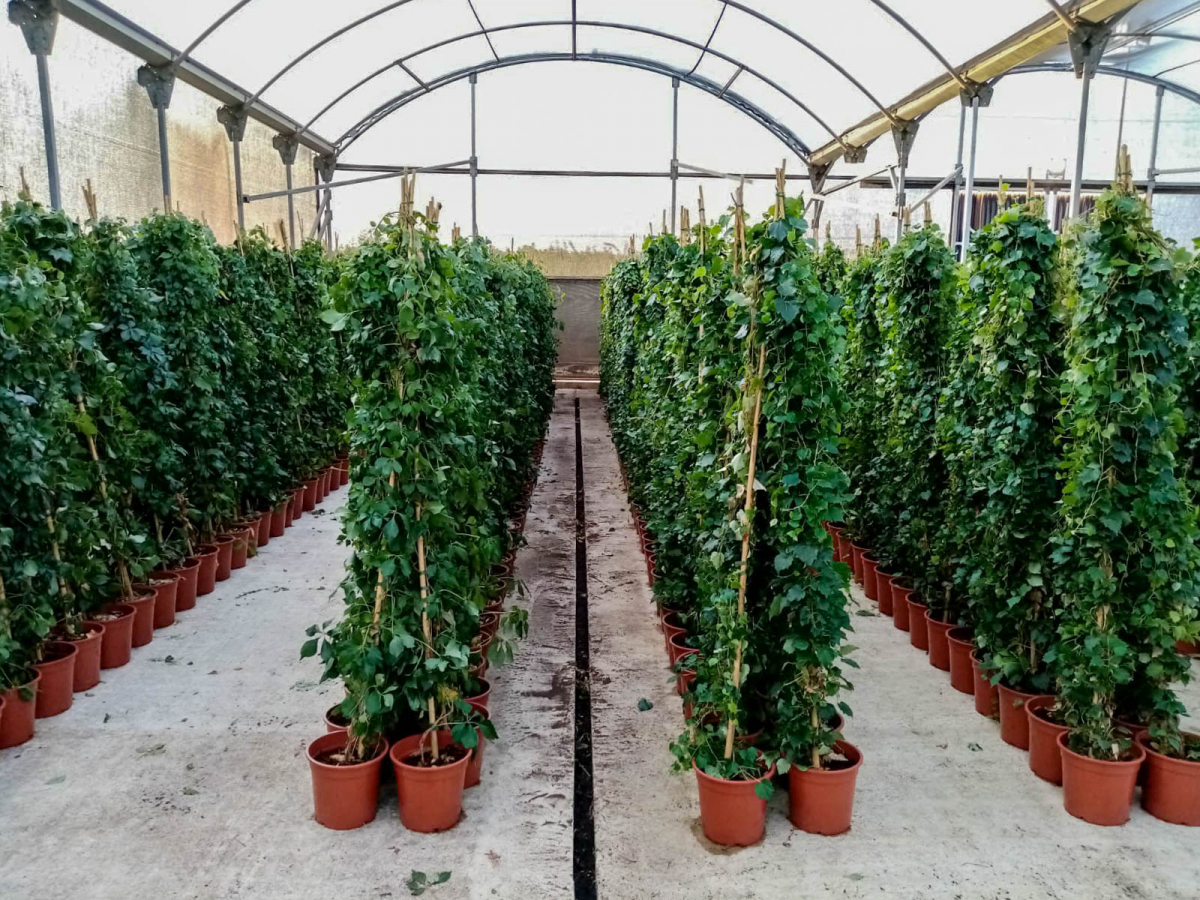 Más de medio millar de parras cubrirán la fachada del CEIP Gabriela Mistral de Solana de los Barros