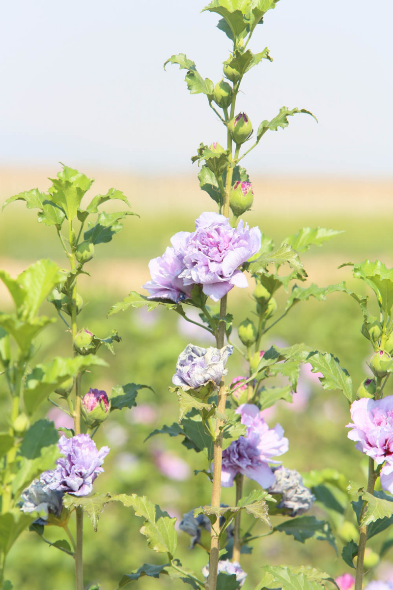 Comienza la campaña de suministro de plantas en flor a Ayuntamientos por parte del Vivero Provincial