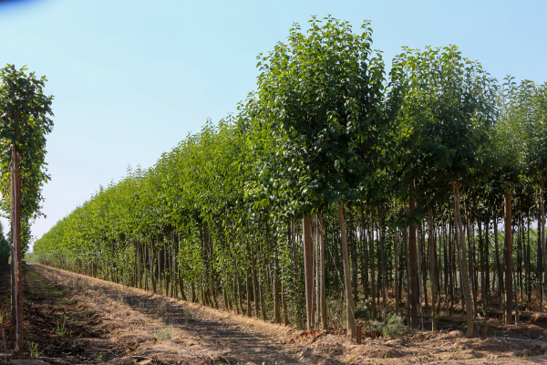 Imagen: El Vivero Provincial de la Diputación de Badajoz ha suministrado plantas a 160 municipios de la prov...
