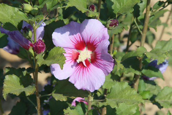 Imagen: Comienza la campaña de suministro de plantas en flor a Ayuntamientos por parte del Vivero Provincial