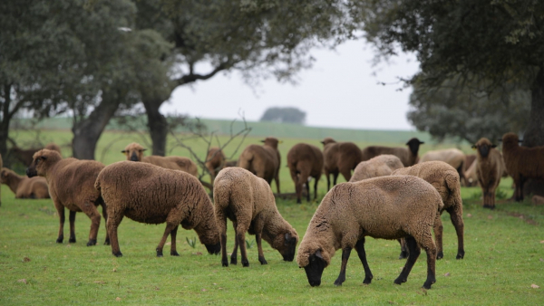Imagen: La Diputación de Badajoz lanza una campaña de educación ambiental para concienciar sobre las buenas...