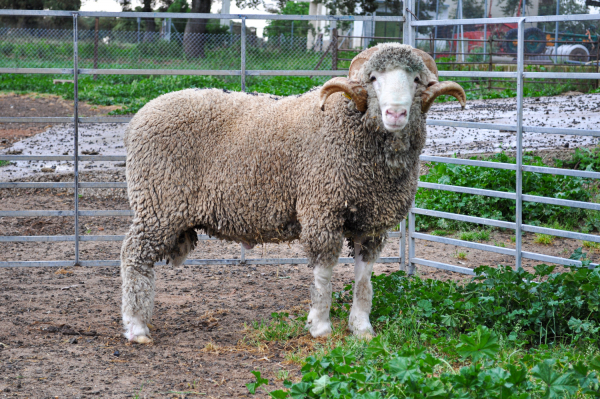 Imagen: La Diputación de Badajoz participará en la subasta de Zafra primavera 2021 de la Feria Internacional...