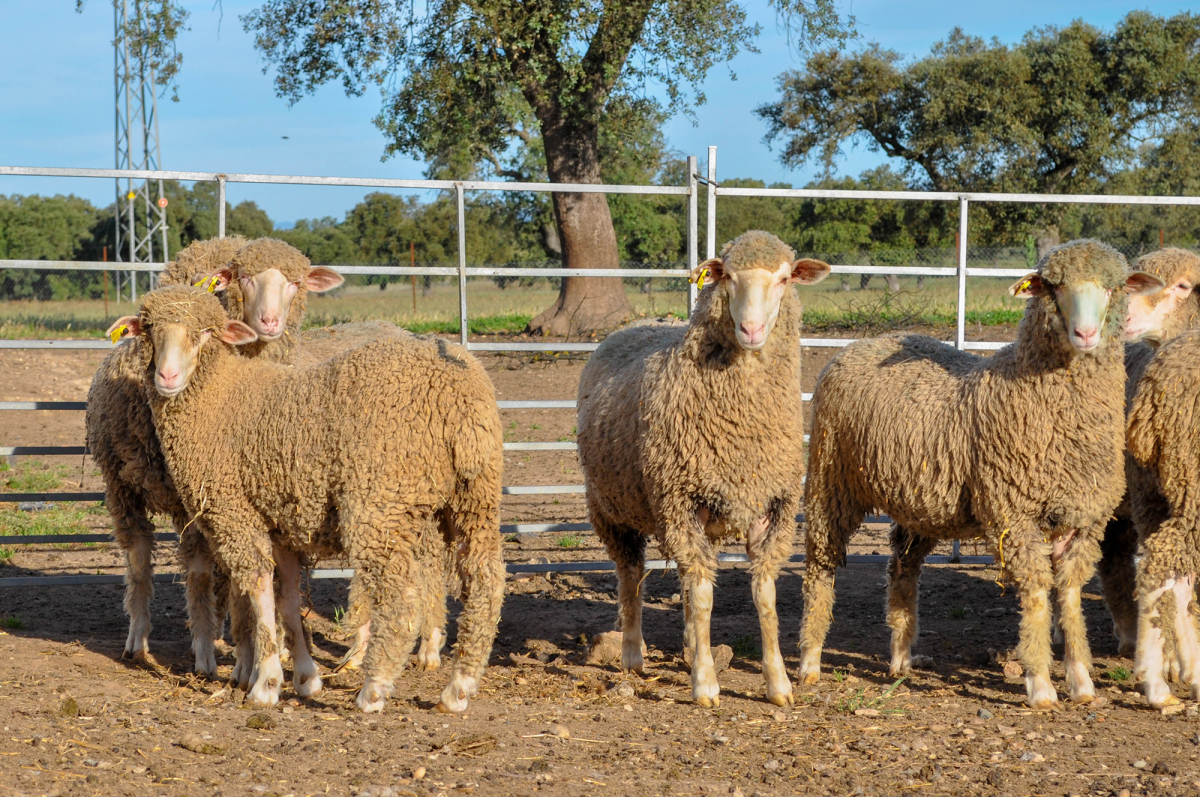 La Diputación de Badajoz participará en la subasta de ganado merino de la XI Feria Ganadera y Agroturística de la Siberia