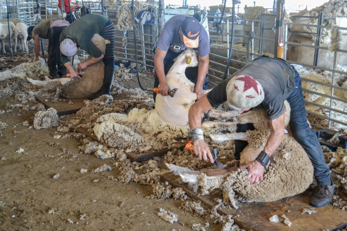 La temporada de esquila llega a la Finca La Cocosa de la Diputación de Badajoz