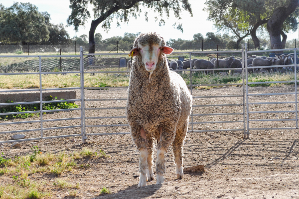 Imagen: La Diputación de Badajoz participará en la subasta de ganado merino de la XI Feria Ganadera y Agrotu...