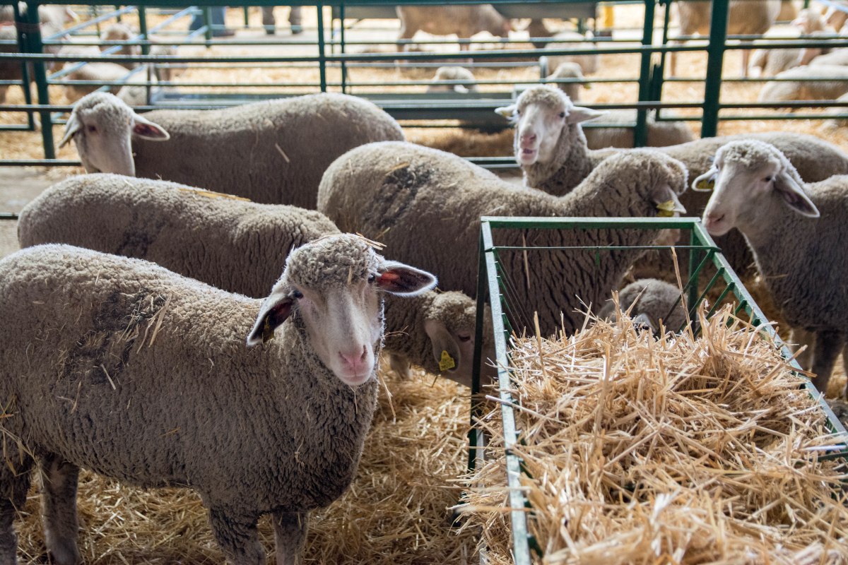 La Diputación de Badajoz participará en la subasta de ganado de la Feria Internacional Ganadera de Zafra