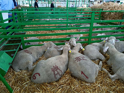 La Diputación de Badajoz ha participado en la subasta de ovinos de raza merina de la Feria Internacional Ganadera de Zafra 2021