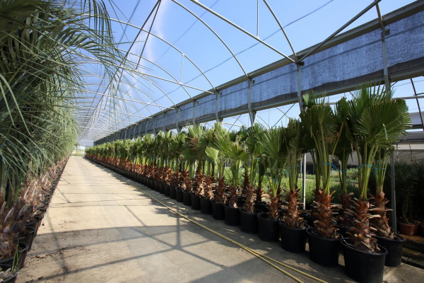 Imagen: Comienza la campaña de invierno de suministro de plantas a los Ayuntamientos por parte del Vivero Pr...