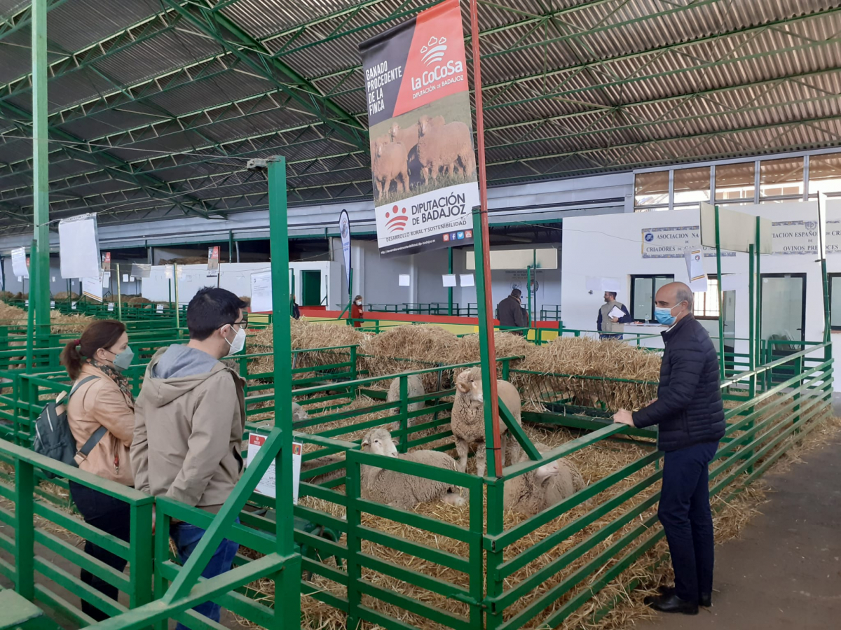 La Diputación de Badajoz ha subastado 43 cabezas de ganado merino en la Feria de Primavera de Zafra