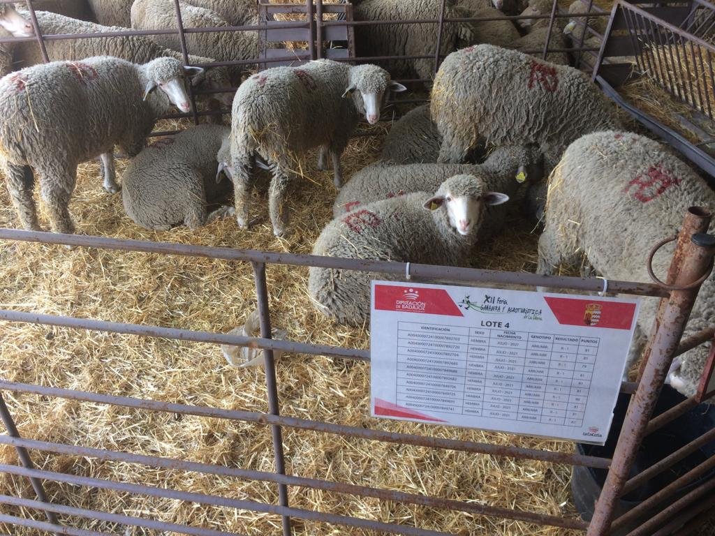 Diputación de Badajoz ha subastado ganado merino en la XII Feria Ganadera y Agroturística de la Siberia