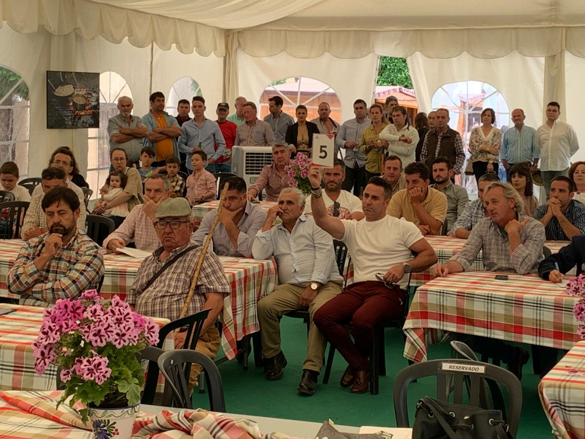 La Diputación de Badajoz subasta 22 cabezas de ganado en la  XI edición de ‘’Vive la Trashumancia'' y la III ''Feria del Queso Artesano’’ de Valverde de Leganés